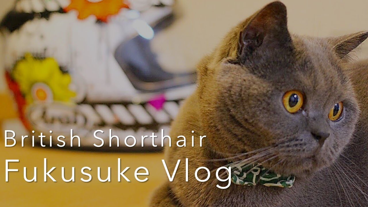 30代女子と暮らす猫 ブリティッシュショートヘア福助の日常ルーティン Fukusuke Vlog Youtube