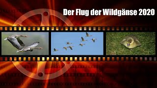 Der Flug der Wildgänse 2020