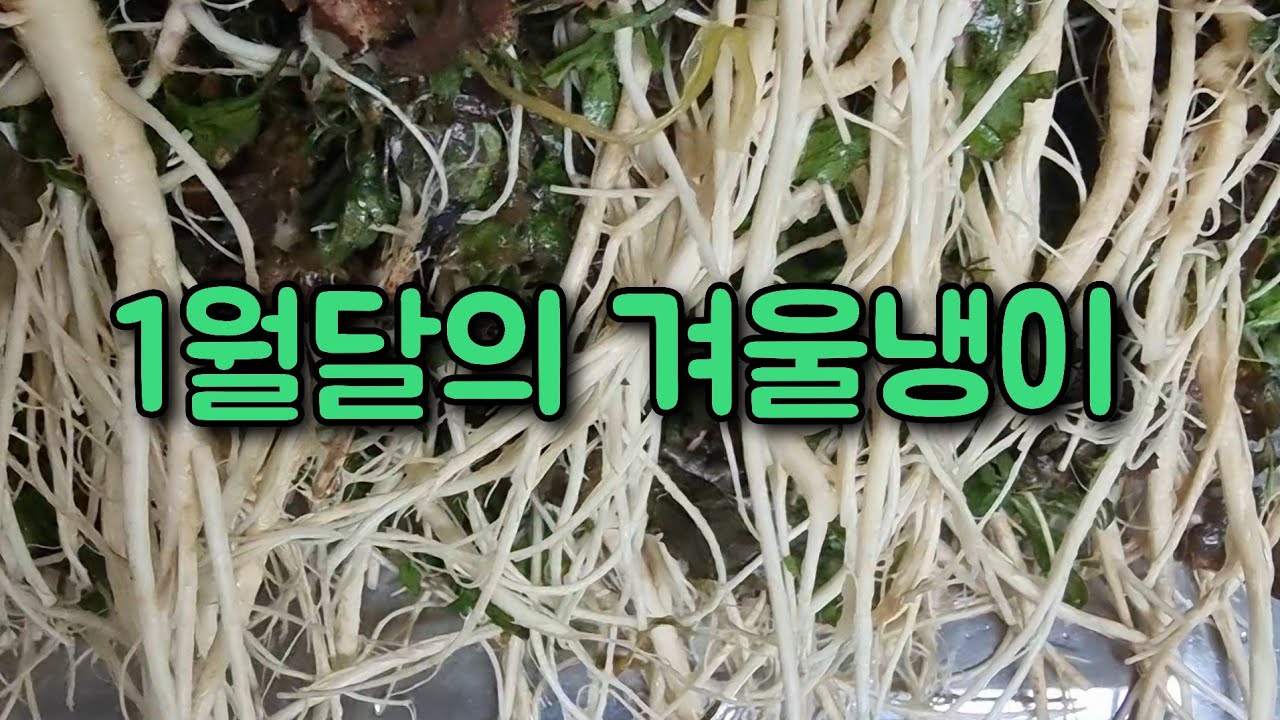 겨울 냉이는 달큰하고 향도 좋고 몸에도 좋은 보약 입니다~#나비골함언니 #냉이캐기 #냉이된장국