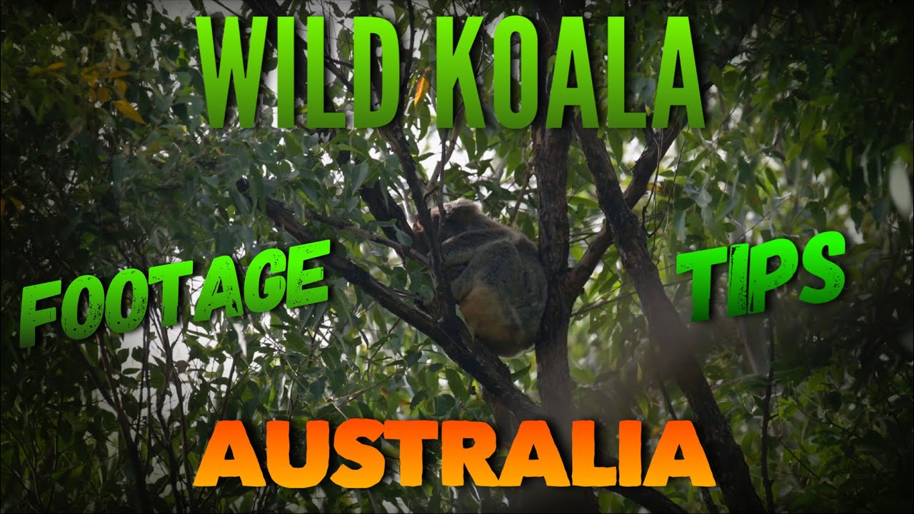 Four tips to spot koalas in the wild