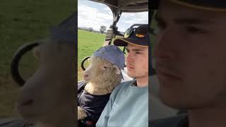 Genius Animal Moments That Will Amaze You