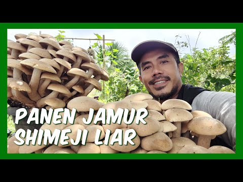 Jamur Shimeji Putih