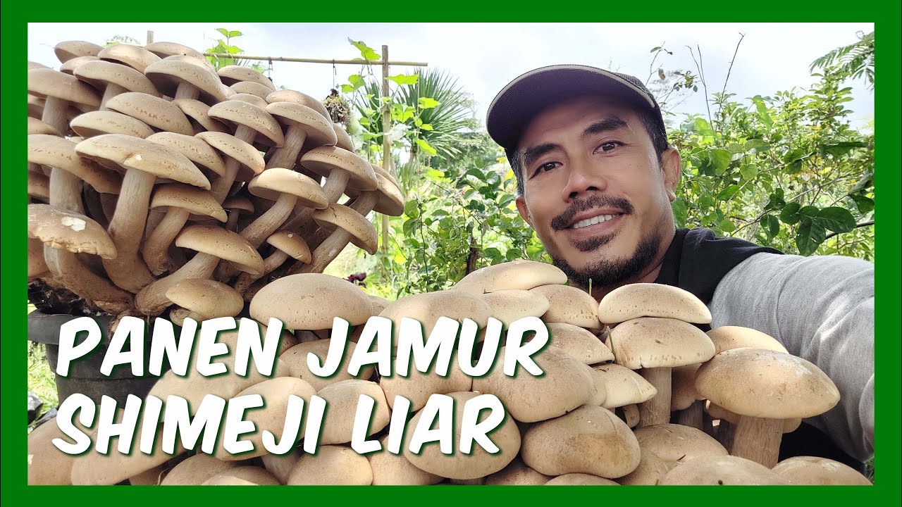 Panen Jamur Shimeji Liar Wild Shimeji Mushroom Harvest YouTube