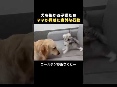 犬を怖がる子猫たちママが見せた意外な行動