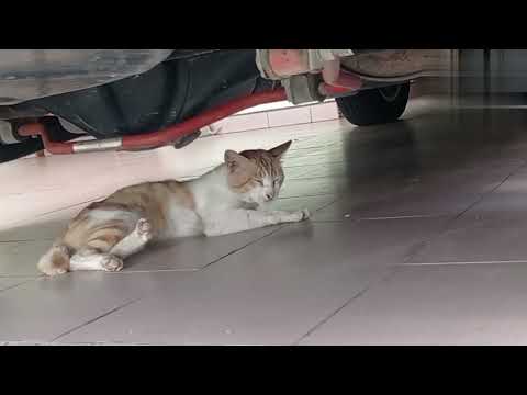 Yellow cat sleeping happily under the car