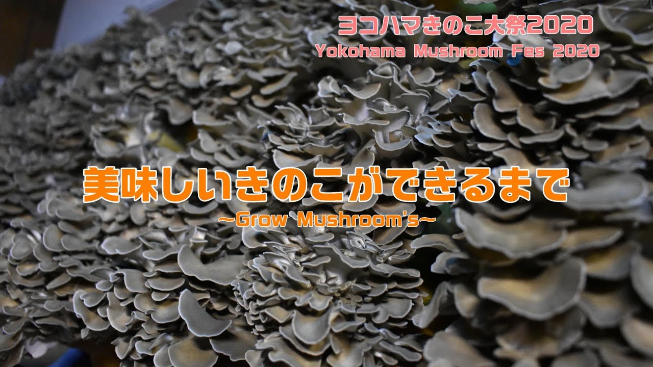 【解説付き】美味しいきのこができるまで舞茸・椎茸編【ヨコハマきのこ大祭2020オンライン】
