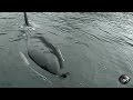 Orca Imitates Boat Noise | Outrageous Acts of Science