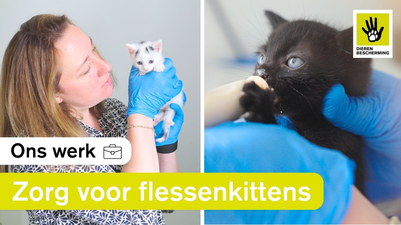 Miranda zorgt voor de allerkleinste asielkittens 🐱🍼