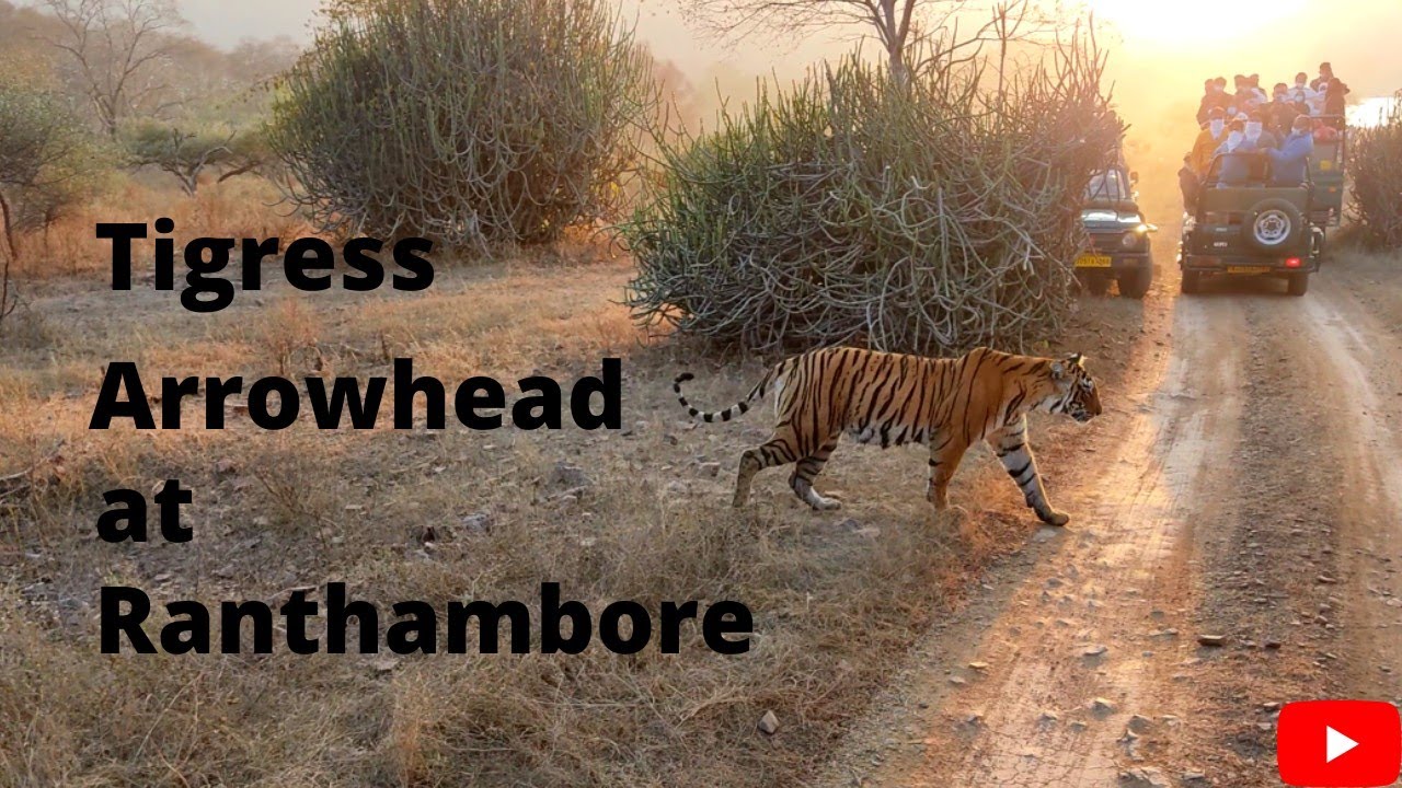 Tigress Arrowhead At Ranthambore. - YouTube