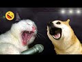 😺 Funny Animal Videos Compilaton Of The 2024 🤣