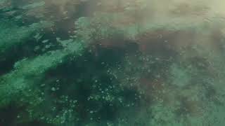 Adoki Biak Numfor - Papua