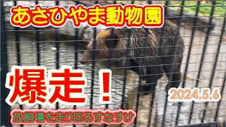 あさひやま動物園　えぞひぐまのすなすけ　2024 5 6