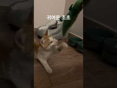 #cat #고양이 #고양이일상 #귀여운 #귀여운고양이 #귀여운동물영상 #동물 #동물영상 #반려동물