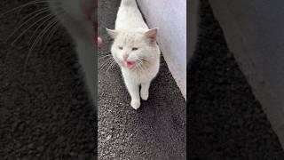 White Cat Meows Loudly #Cat #Meow #Loud