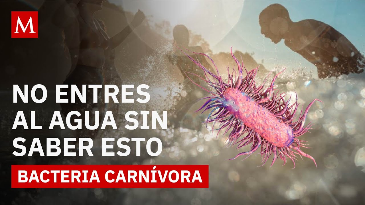 Vibrio Vulnificus La Bacteria Letal Del Mar Que Podr a Cambiar Tus vibrio-vulnificus-la-bacteria-letal-del-mar-que-podr-a-cambiar-tus
