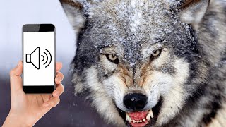 Awesome Angry Wolf Howling Compilation