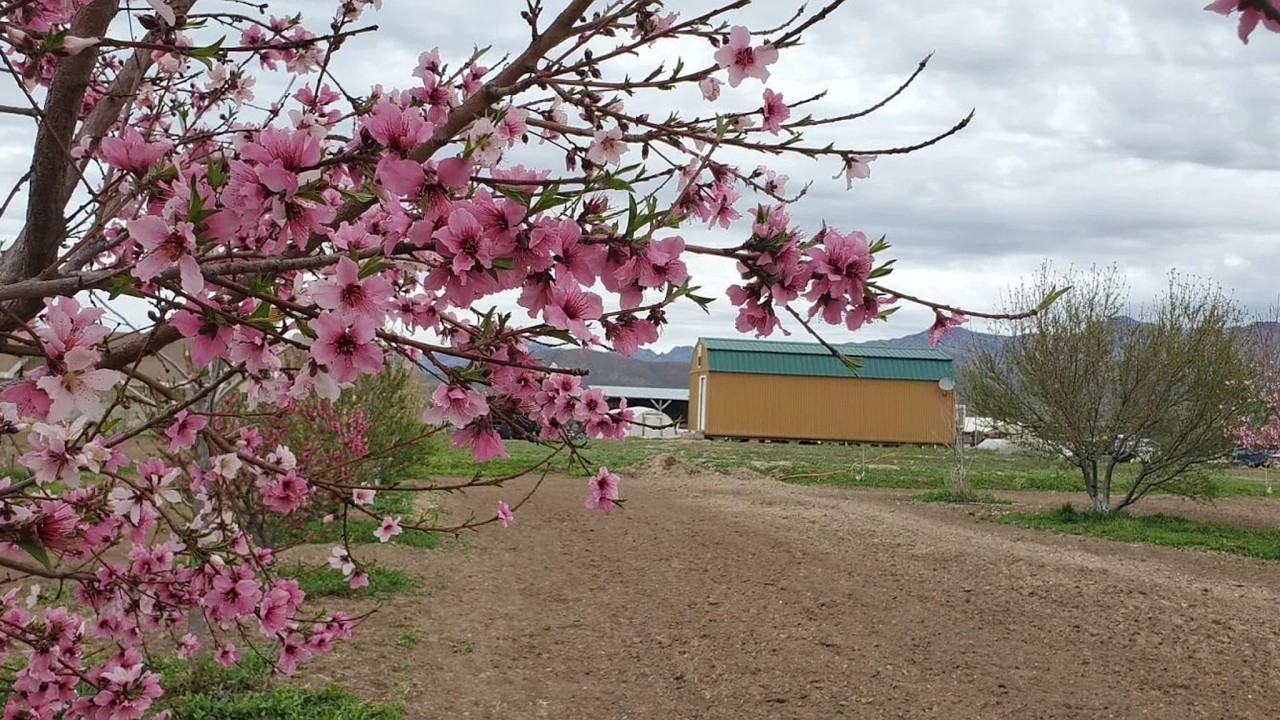 Rare Opportunity! Our Homestead 4 Sale! Fruit & Nut Farm Go Off Grid in SE AZ
