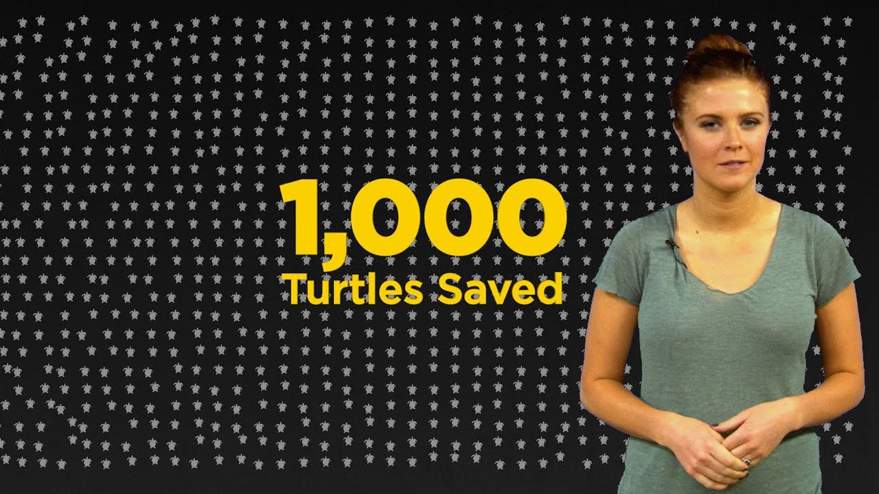 Amazing Sea Turtle Rescue - North Carolina’s Sea Turtle Hospital