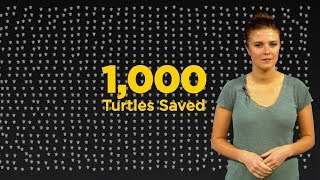 Amazing Sea Turtle Rescue - North Carolina’s Sea Turtle Hospital