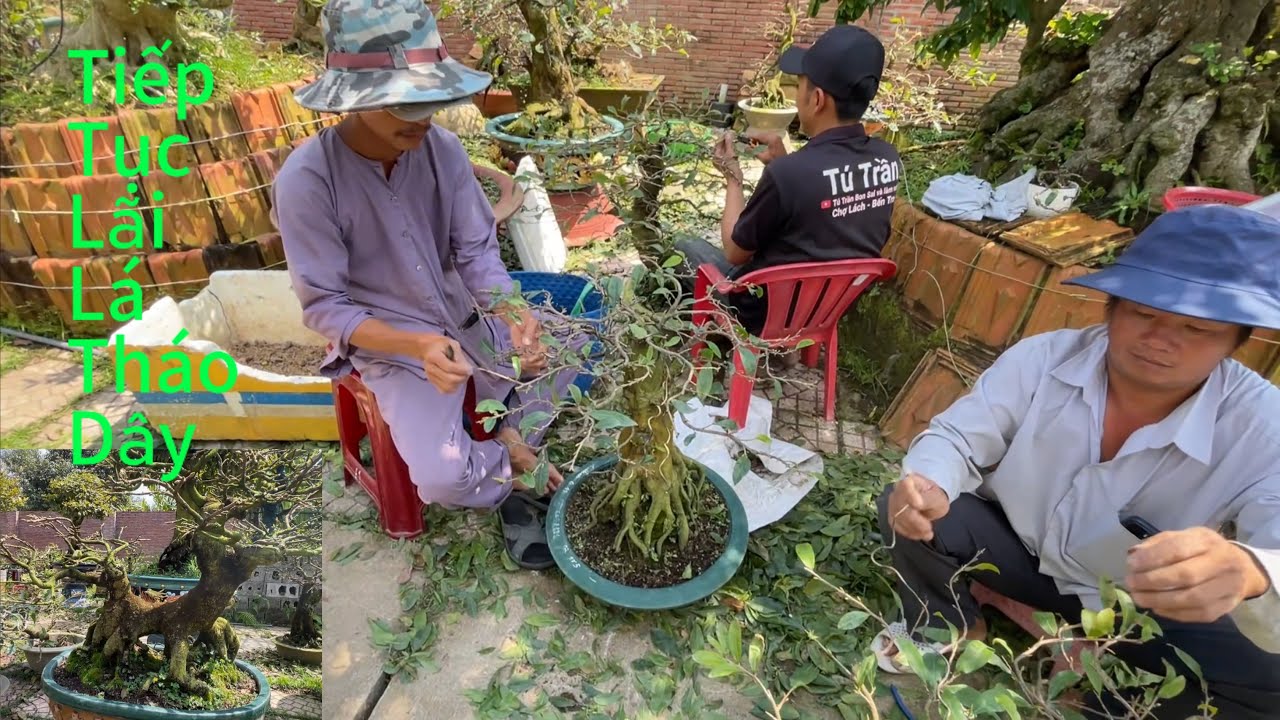 Thời tiết có thể thuận,hoa mai mau phát triển thì phải làm sao?