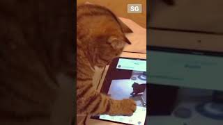 Cat Loves Apple Ipad And Facebook