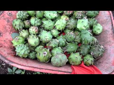 Sept 5th 2014  Pitaya Harvest