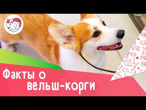 Видео: 5 забавных фактов о кардигане вельш-корги