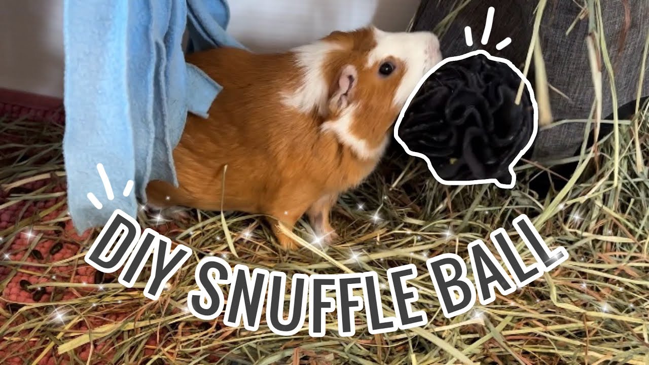 DIY Guinea Pig Snuffle Ball - YouTube