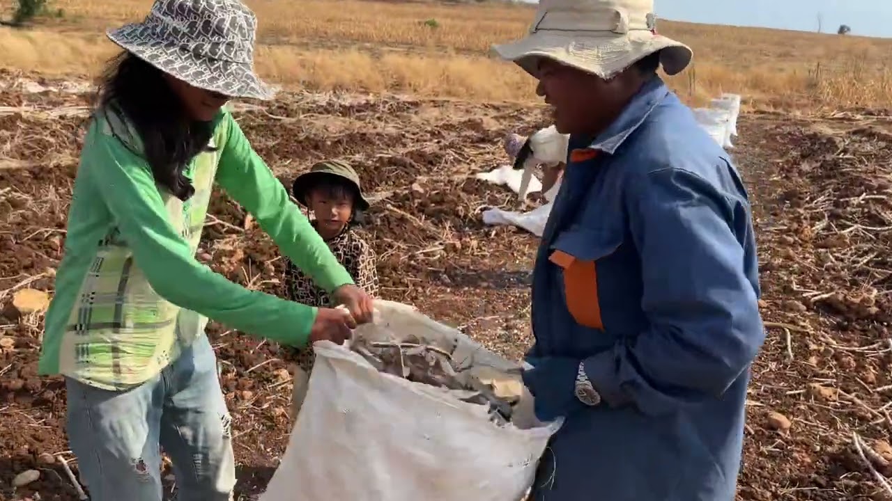 #វគ្គប្រមូលដំឡូងលក់ របៀបប្រមូលដំឡូងមីតាមតំបន់ខ្ញុំ 04.03.2025 #ដីវាលវង់ #ស្រុកសំពៅលូន