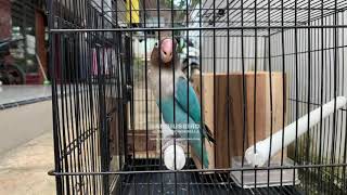 Lovebird isian walang kecek cocok untuk pancingan lovebird dan masteran