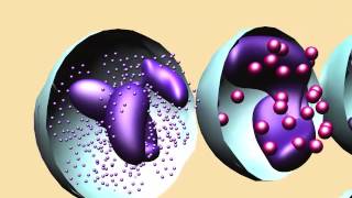 Celebrity GRANULOCYTE & AGRANULOCYTE LEUKOCYTES Wealth