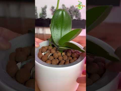 Plant Choir :