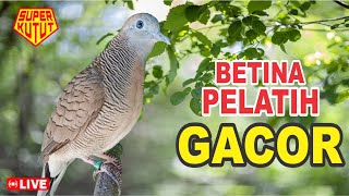 Perkutut BeTINA memanggil Jantan - suara memancing bunyi