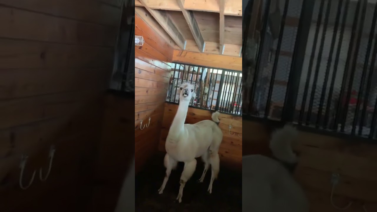 Angry Llama sounds!