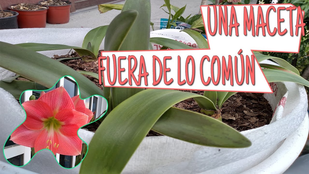 HIPPEASTRUM/ CUIDADOS Y SUSTRATO | QUINDE