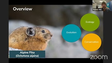 All about pikas