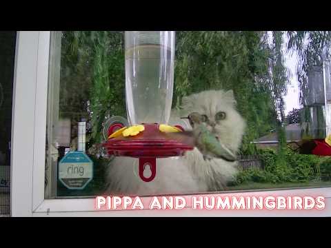 Hummingbirds and Pippa the Persian - 6/10/26