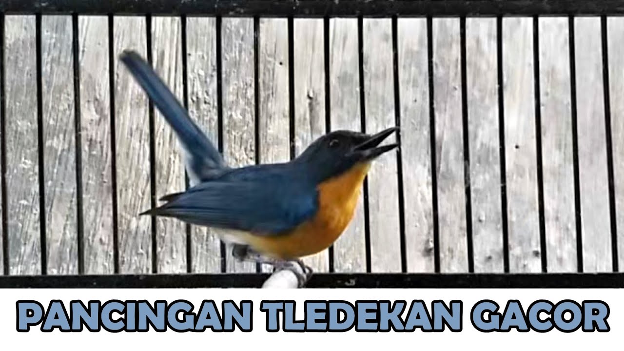 Sulingan Gunung GACOR NgeROLL FULL Tembakan PEDAS‼️ Suara Masteran Tledekan BAHAN agar cepat FIGHTER