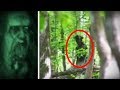 5 Scary Forest Creatures Caught on Camera