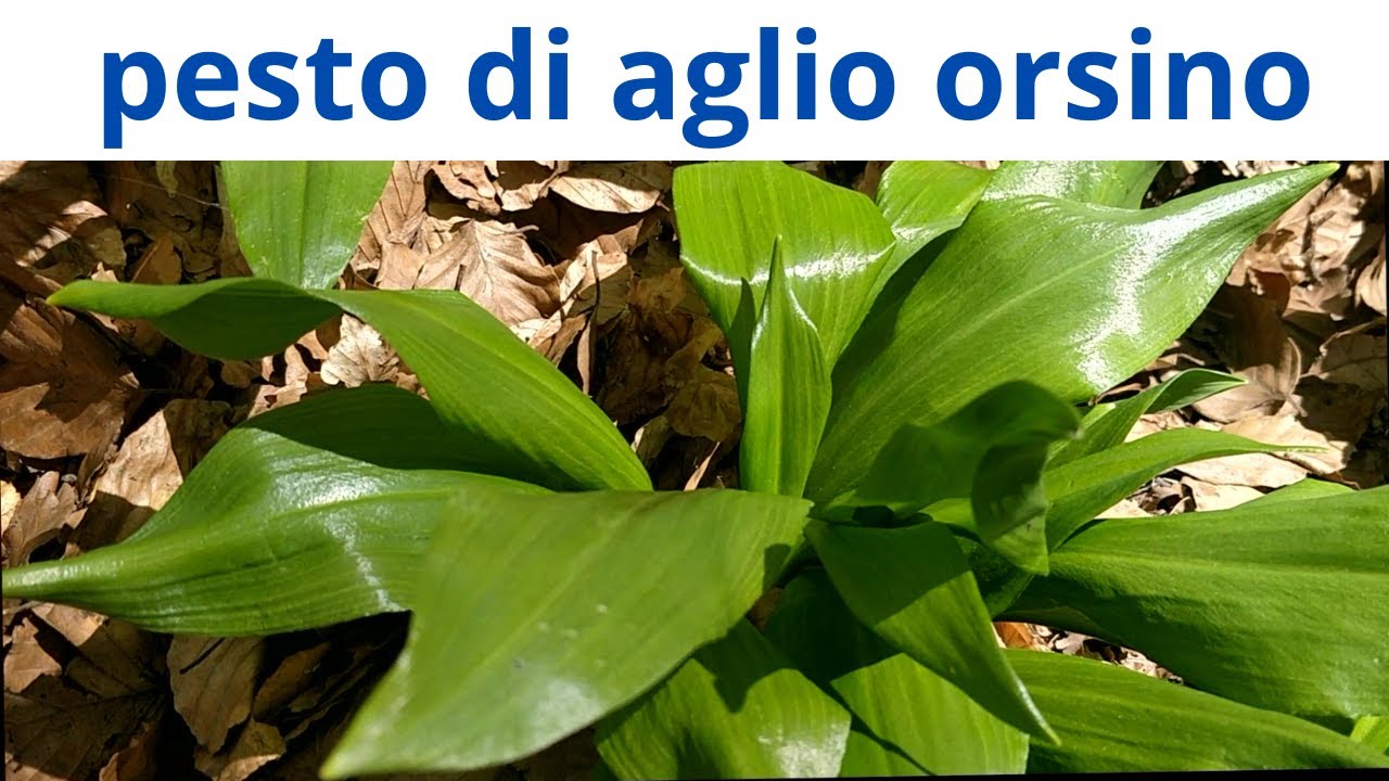 pesto di aglio orsino - pronto per la congelazione