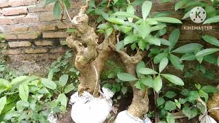 cara membuat pohon pule menjadi BONSAI..WA 0895401231363