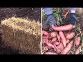 How to grow sweet potatoes in straw bales  from growing slips to harvesting