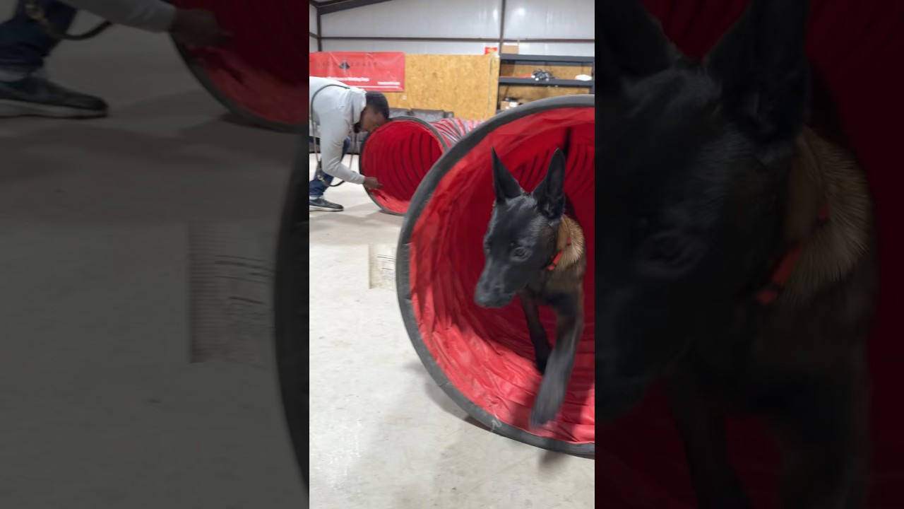 Adding a challenge for Malinois Puppy