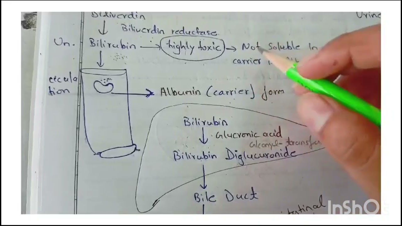 Heme metabolism one shot