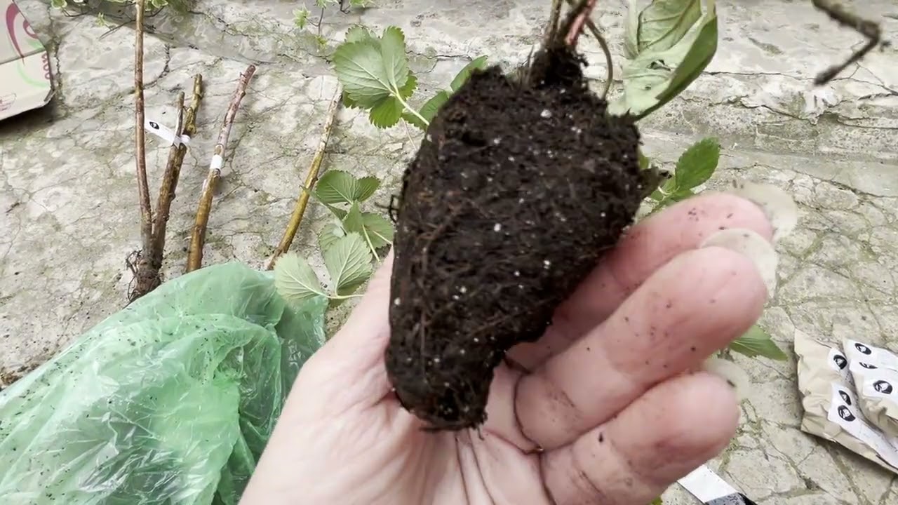 Розпаковка від sadim.com.ua! Варто замовляти чи ні?!