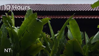Gentle Tropical Rainfall: Calming Rain Sounds for Sleep, Stress Relief & Relaxation - White Noise @NatureTherapy