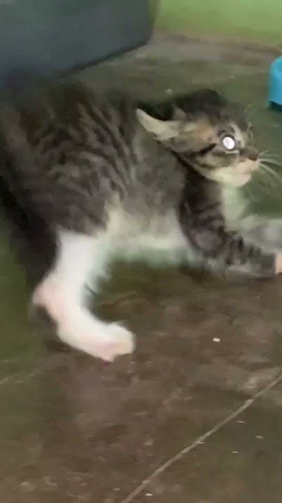 Kucing ketakutan setan😂 Mio Sundul pas bocil😍 #kitten #kucing #kucingimut #kucinglucu