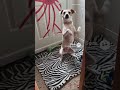 the dog does the gritty