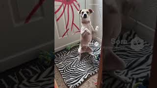 the dog does the gritty