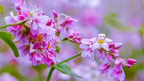 Hà Giang - Điểm hẹn nơi cực Bắc Việt Nam